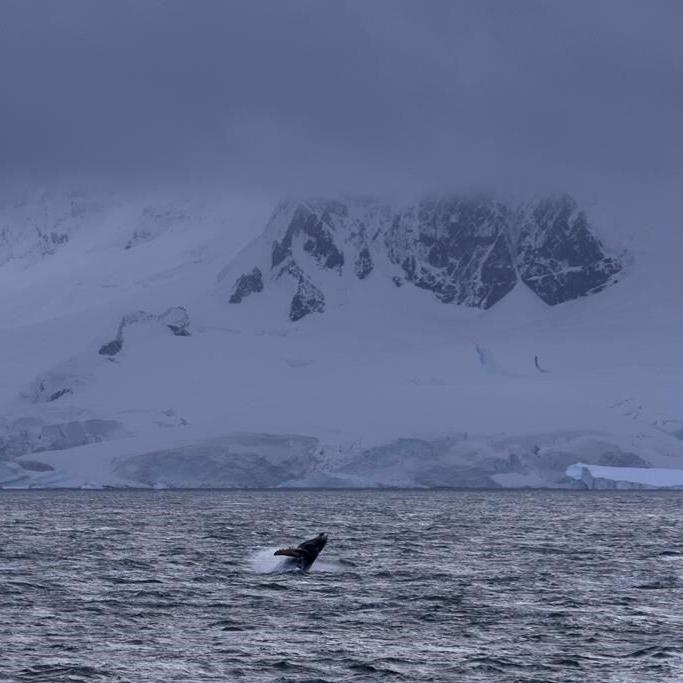 Recent whale deaths highlight risks from Antarctica's booming krill fishery